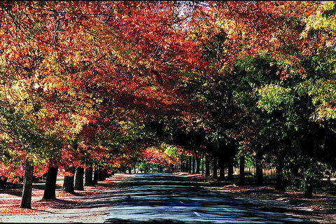 Macedon Ranges Small Group Wine Tour With 2 Course Lunch And Morning Tea - Surfers Paradise Gold Coast 3
