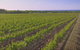 Macedon Ranges Small Group Wine Tour With 2 Course Lunch And Morning Tea - thumb 5