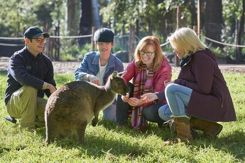 Australian Wildlife Experience At Healesville Sanctuary - Surfers Paradise Gold Coast 0