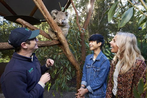 Australian Wildlife Experience At Healesville Sanctuary - Surfers Paradise Gold Coast 1
