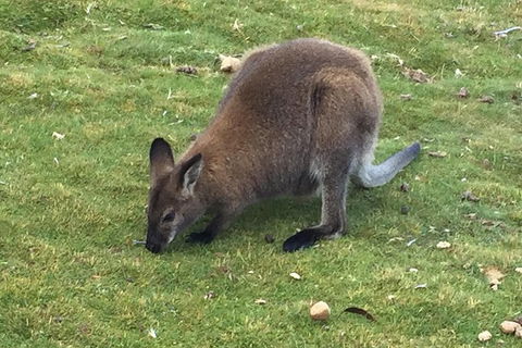 Cradle Mountain Day Tour From Launceston Including Lunch - Surfers Paradise Gold Coast 3