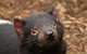 Day Tour In Mt. Field, Mt. Wellington, Bonorong Wildlife Sanctuary And Richmond - thumb 1