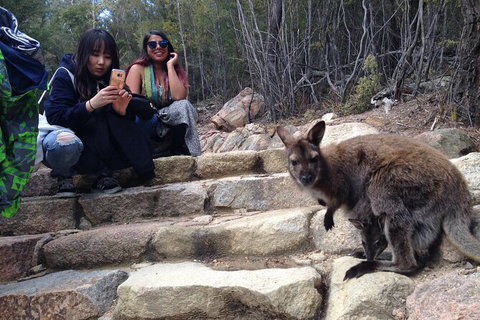 Wineglass Bay And Freycinet National Park Active Day Trip From Hobart - Surfers Paradise Gold Coast 12