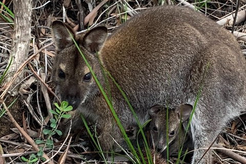 Wineglass Bay And Freycinet National Park Active Day Trip From Hobart - Surfers Paradise Gold Coast 32