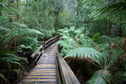 Small-group DayTour From Hobart: Hastings Caves, Huon Valley And Tahune AirWalk - Surfers Paradise Gold Coast 0