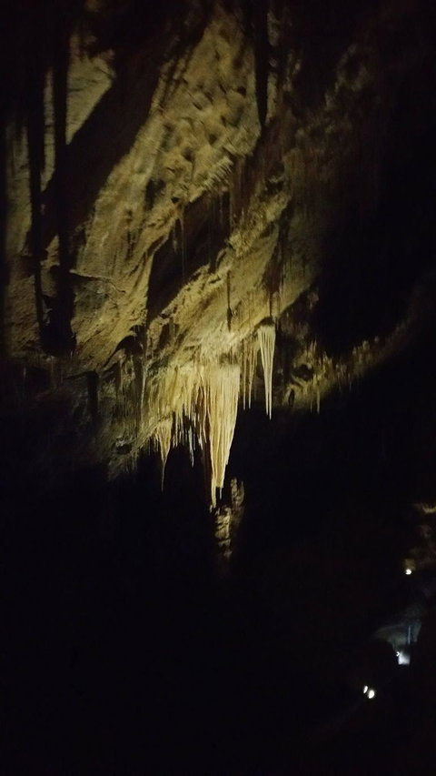 Small-group DayTour From Hobart: Hastings Caves, Huon Valley And Tahune AirWalk - Surfers Paradise Gold Coast 7