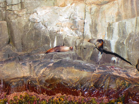 Full-Day Tasman Peninsula Tour From Hobart - Surfers Paradise Gold Coast 9