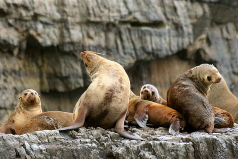 Full-Day Tasman Peninsula Tour From Hobart - Surfers Paradise Gold Coast 22