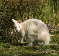 Bruny Island premium private photo-oriented day tour from Hobart - Surfers Paradise Gold Coast