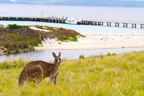 Maria Island Shuttle Bus Hobart To Triabunna (Round Trip) - Surfers Paradise Gold Coast 8