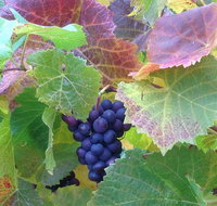 Wine at the weekend Tour from Hobart - Surfers Paradise Gold Coast