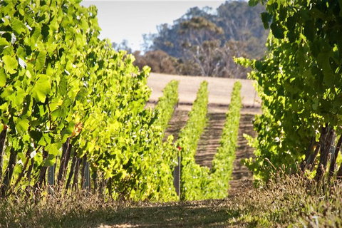 Richmond And Wine Tour Departing Hobart - Surfers Paradise Gold Coast 1