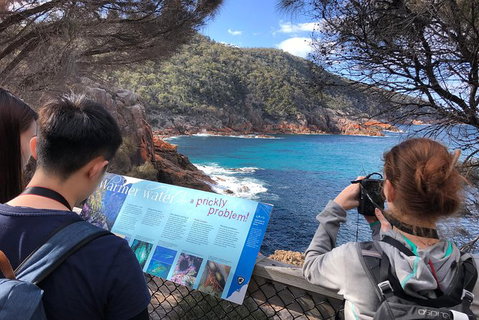 Wineglass Bay & Freycinet NP Full Day Tour From Hobart Via Richmond Village - Surfers Paradise Gold Coast 3