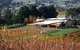 Home Hill Winery Helicopter Tour - thumb 1