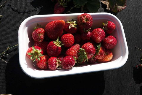 Agrarian Kitchen Eatery And Derwent Valley Gourmet Food Tour - Surfers Paradise Gold Coast 8