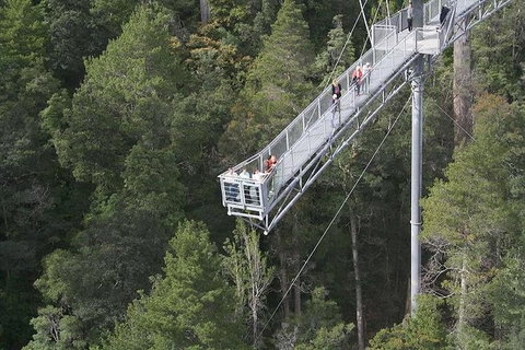 Cruise Ship Special From Hobart: Mt Wellington And Tahune AirWalk - Surfers Paradise Gold Coast 0