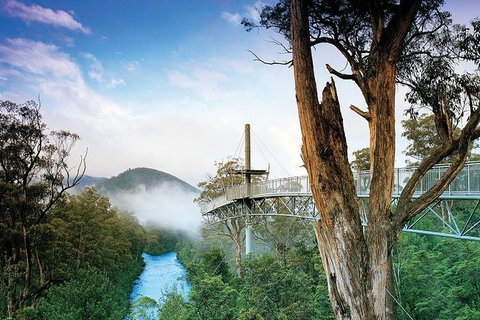 Cruise Ship Special From Hobart: Mt Wellington And Tahune AirWalk - Surfers Paradise Gold Coast 2