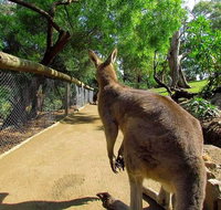 Wilderness and Wildlife - Surfers Paradise Gold Coast