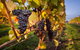 Tastes And Wines - thumb 0