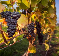 Tastes and Wines - Surfers Paradise Gold Coast