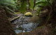 Mt Field National Park Premium Private Photo-oriented Day Tour From Hobart - thumb 3