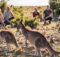 8-Day Tasman Wildlife and Wilderness Encounter Including Accommodation - Surfers Paradise Gold Coast