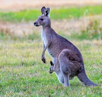 Bonorong Wildlife Park Richmond Village Hobart Highlights - Surfers Paradise Gold Coast