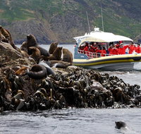 3-Hour Bruny Island Cruise from Adventure Bay - Surfers Paradise Gold Coast