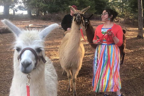 Unguided Family Llama Walk - Surfers Paradise Gold Coast 1