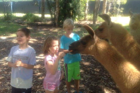 Unguided Family Llama Walk - Surfers Paradise Gold Coast 0