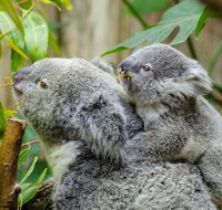Hobart's best city nature wildlife and fine cuisine - Surfers Paradise Gold Coast