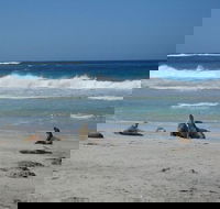 Kangaroo Island in a Day Tour from Adelaide - Surfers Paradise Gold Coast