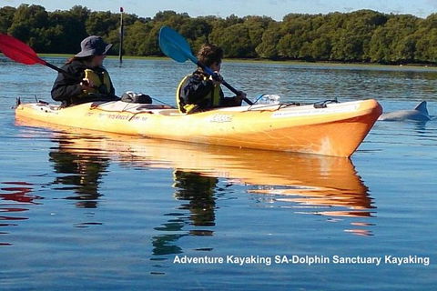 Adelaide Dolphin Sanctuary And Ships Graveyard Kayak Tour - Surfers Paradise Gold Coast 0