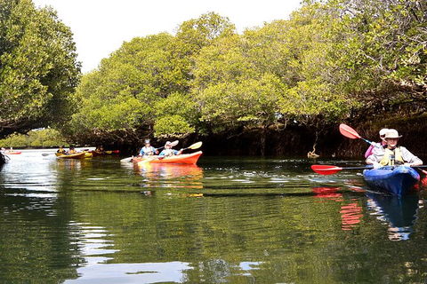 Adelaide Dolphin Sanctuary And Ships Graveyard Kayak Tour - Surfers Paradise Gold Coast 8