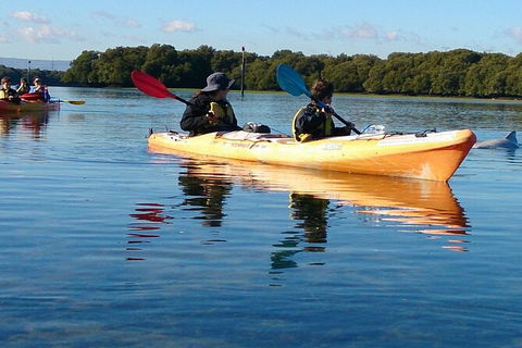 Adelaide Dolphin Sanctuary And Ships Graveyard Kayak Tour - Surfers Paradise Gold Coast 3