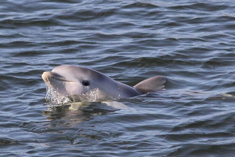 Adelaide Dolphin Sanctuary And Ships Graveyard Kayak Tour - Surfers Paradise Gold Coast 6