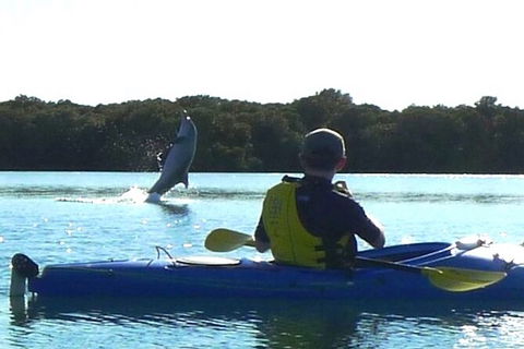Adelaide Dolphin Sanctuary And Ships Graveyard Kayak Tour - Surfers Paradise Gold Coast 2