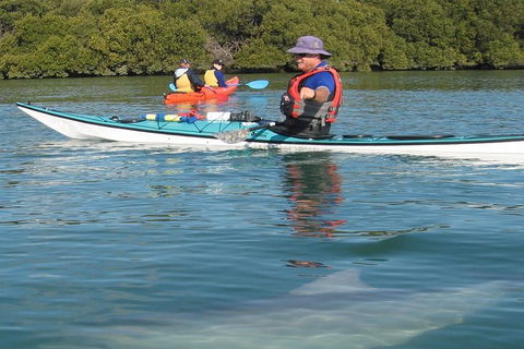 Adelaide Dolphin Sanctuary And Ships Graveyard Kayak Tour - Surfers Paradise Gold Coast 5