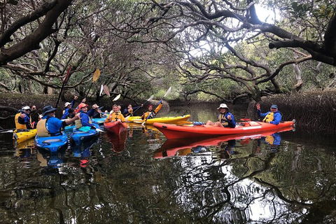 Adelaide Dolphin Sanctuary And Ships Graveyard Kayak Tour - Surfers Paradise Gold Coast 10