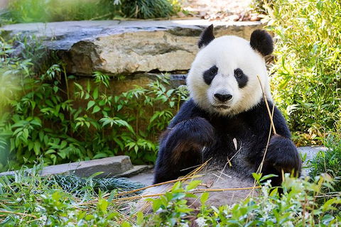 Adelaide Zoo Behind The Scenes Experience: Exclusive Giant Panda Experience - Surfers Paradise Gold Coast 1