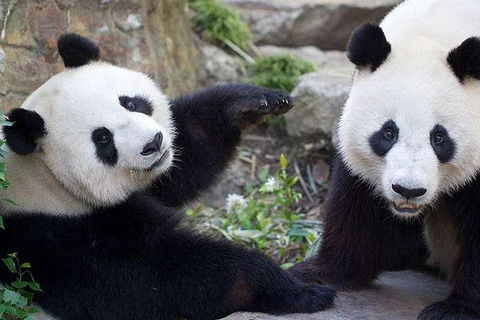 Adelaide Zoo Behind The Scenes Experience: Exclusive Giant Panda Experience - Surfers Paradise Gold Coast 0