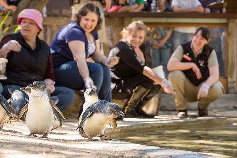 Adelaide Zoo Behind The Scenes Experience: Penguins In Person - Surfers Paradise Gold Coast 0