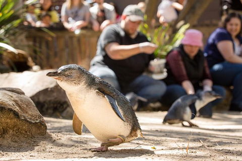 Adelaide Zoo Behind The Scenes Experience: Penguins In Person - Surfers Paradise Gold Coast 1