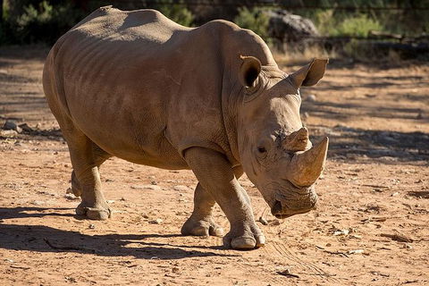 Rhino Interactive And A Day At Monarto Safari Park - Surfers Paradise Gold Coast 1