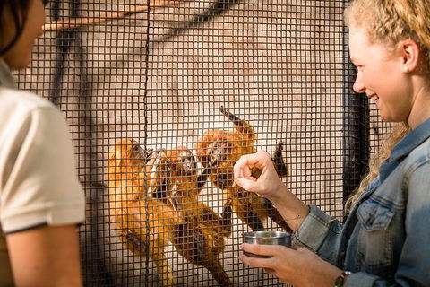 Adelaide Zoo Behind The Scenes Experience: Meet The Primates - Surfers Paradise Gold Coast 0