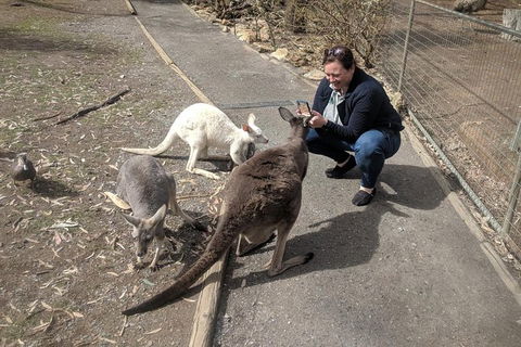 A Taste Of Adelaide And Hahndorf By Car Private Tour. - Surfers Paradise Gold Coast 8
