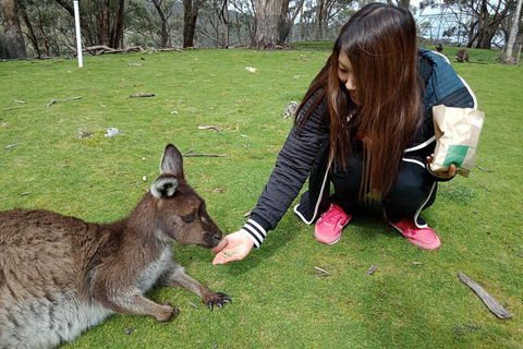 Adelaide Essentials Tour - Surfers Paradise Gold Coast 0