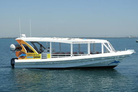 Adelaide Ocean Safari - Wild Dolphin Safari - Surfers Paradise Gold Coast 0