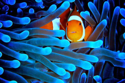 5-Day Best Of Cairns With Daintree, Kuranda, And Great Barrier Reef - Surfers Paradise Gold Coast 0