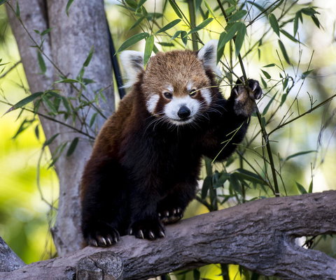 Croc Express To Australia Zoo From Brisbane - Surfers Paradise Gold Coast 5